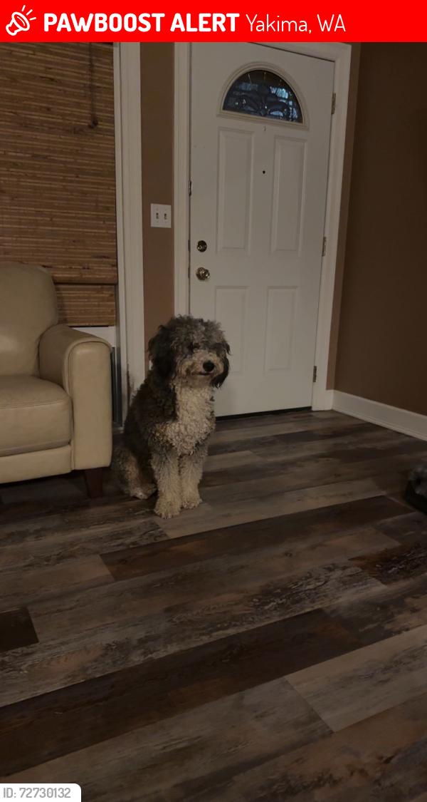 Lost Male Dog last seen Eisenhower High school, Yakima, WA 98908