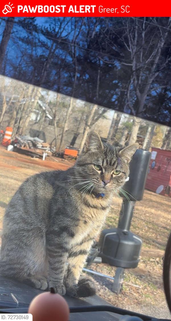 Lost Male Cat last seen River rd Greer sc, Greer, SC 29651
