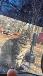 Lost Male Cat last seen River rd Greer sc, Greer, SC 29651