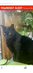 Lost Male Cat last seen White Horse Rd, Greenville, SC 29617