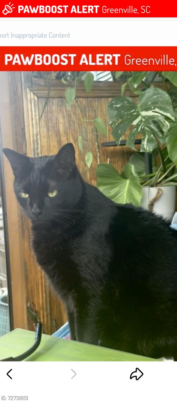 Lost Male Cat last seen White Horse Rd, Greenville, SC 29617