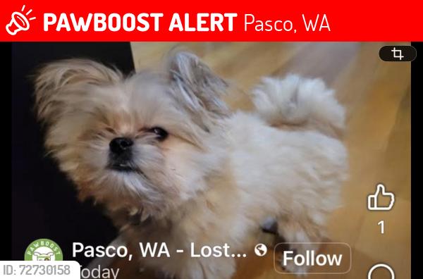 Lost Male Dog last seen Heather, Pasco, WA 99301