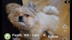 Lost Male Dog last seen Heather, Pasco, WA 99301