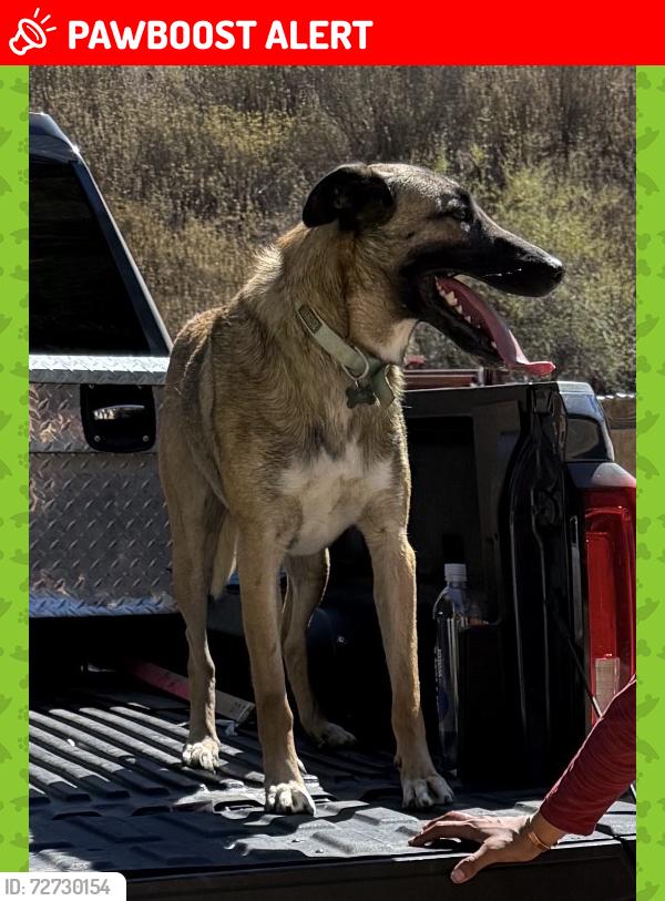 Lost Male Dog last seen Santa Rita ranch rd Templeton ca, San Luis Obispo County, CA 93465