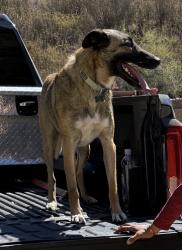 Lost Male Dog last seen Santa Rita ranch rd Templeton ca, San Luis Obispo County, CA 93465