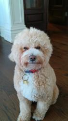 Lost Male Dog last seen Saint Leonards Ave at Mildenhall Rd, Toronto, ON M4N 1L1