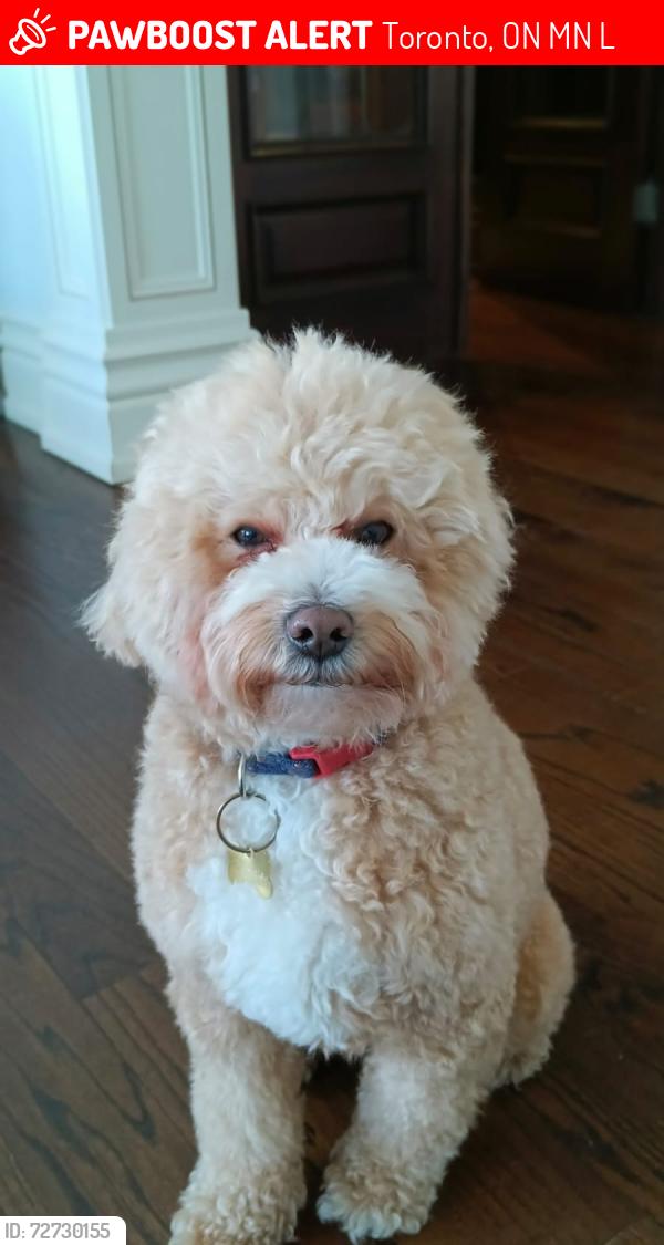 Lost Male Dog last seen Saint Leonards Ave at Mildenhall Rd, Toronto, ON M4N 1L1