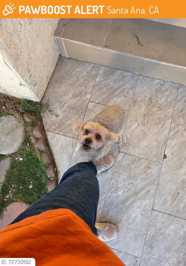 Found/Stray Male Dog last seen Sey st Santa Ana ca 92703, Santa Ana, CA 92704