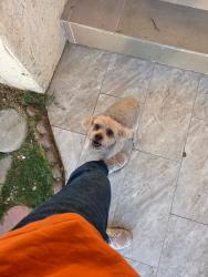Found/Stray Male Dog last seen Sey st Santa Ana ca 92703, Santa Ana, CA 92704