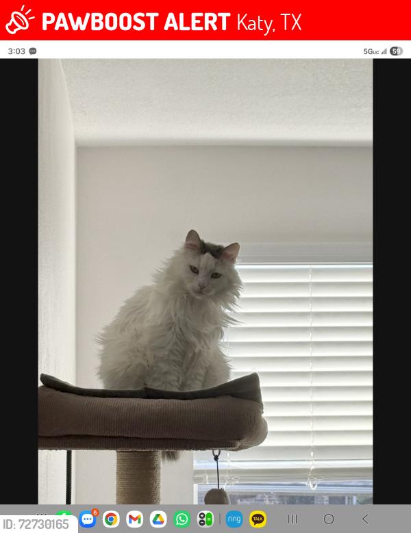 Lost Female Cat last seen Near Lake Grayson Dr Katy TX 77494 , Katy, TX 77494