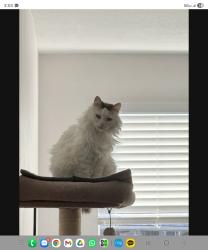 Lost Female Cat last seen Near Lake Grayson Dr Katy TX 77494 , Katy, TX 77494