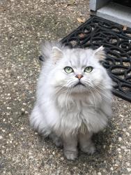 Lost Male Cat last seen Oak and fair Oak, Citrus Heights, CA 95610