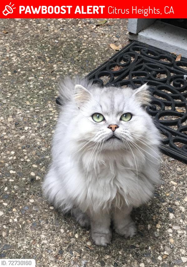 Lost Male Cat last seen Oak and fair Oak, Citrus Heights, CA 95610