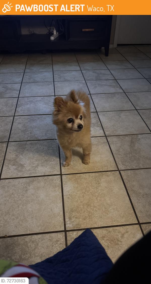 Found/Stray Male Dog last seen Bosque, Waco, TX 76714
