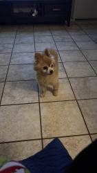 Found/Stray Male Dog last seen Bosque, Waco, TX 76714