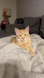 Lost Male Cat last seen Center & McLellan, Mesa, AZ 85201