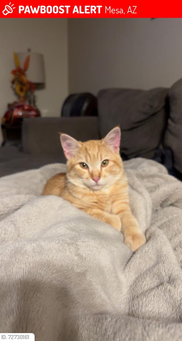 Lost Male Cat last seen Center & McLellan, Mesa, AZ 85201