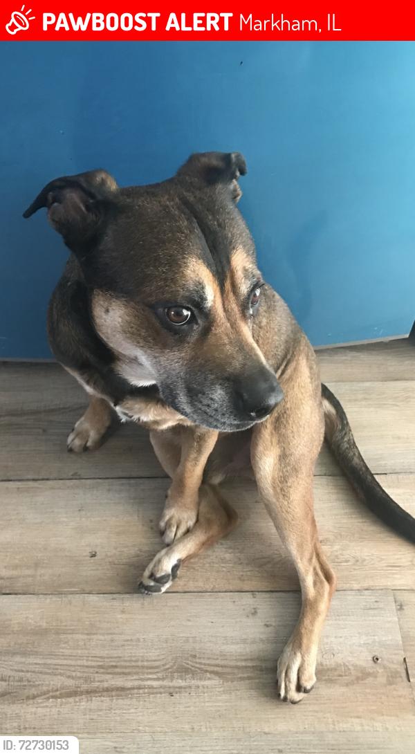 Lost Male Dog last seen 162nd and Marshfield, Markham Illinois , Markham, IL 60428