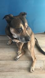 Lost Male Dog last seen 162nd and Marshfield, Markham Illinois , Markham, IL 60428