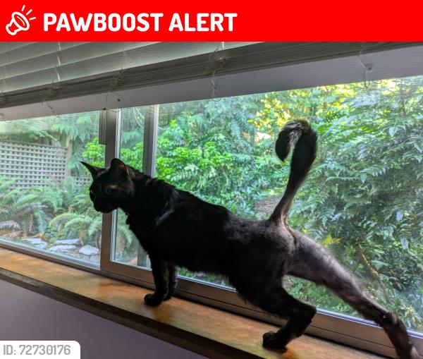 Lost Female Cat last seen 32nd Ave NE & NE 176tg St, Lake Forest Park, WA 98155