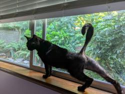 Lost Female Cat last seen 32nd Ave NE & NE 176tg St, Lake Forest Park, WA 98155