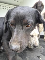 Shelter Stray Male Dog last seen Near BLK TAFT HWY , BAKERSFIELD CA, Bakersfield, CA 93307