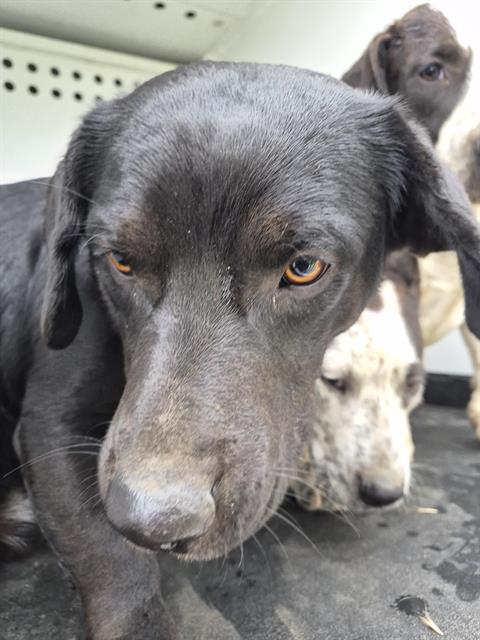 Shelter Stray Male Dog last seen Near BLK TAFT HWY , BAKERSFIELD CA, Bakersfield, CA 93307
