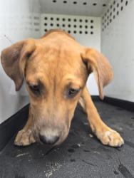Shelter Stray Female Dog last seen Near BLK TAFT HWY , BAKERSFIELD CA, Bakersfield, CA 93307