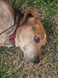 Found/Stray Male Dog last seen Cheathams near creek, 1.5 miles south of route 360, Amelia County, VA 23002