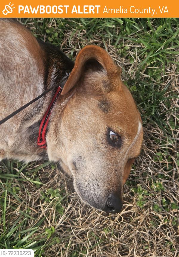 Found/Stray Male Dog last seen Cheathams near creek, 1.5 miles south of route 360, Amelia County, VA 23002