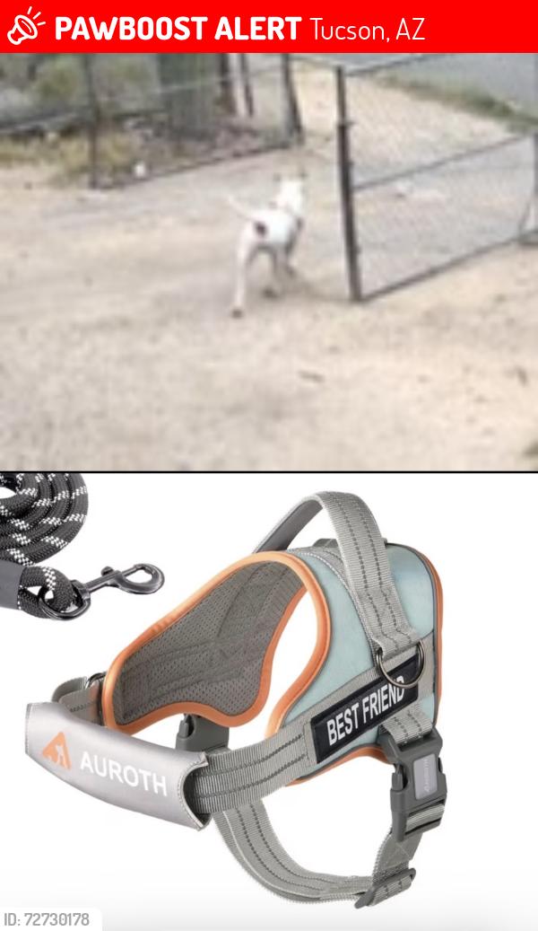 Lost Female Dog last seen Last seen on corner of Pennsylvania and Liberty Tucson Arizona, Tucson, AZ 85714