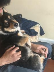Found/Stray Male Dog last seen Between Grove and Hillside , Wichita, KS 67214