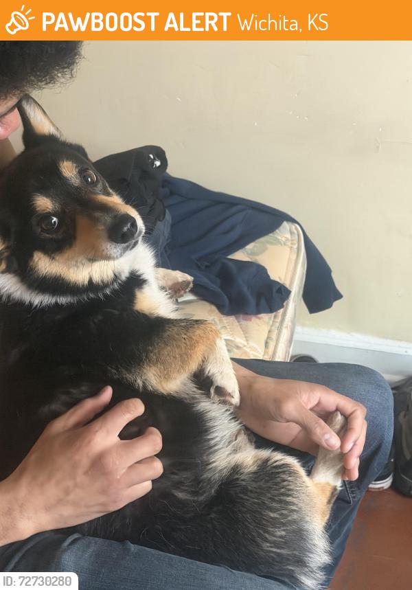 Found/Stray Male Dog last seen Between Grove and Hillside , Wichita, KS 67214