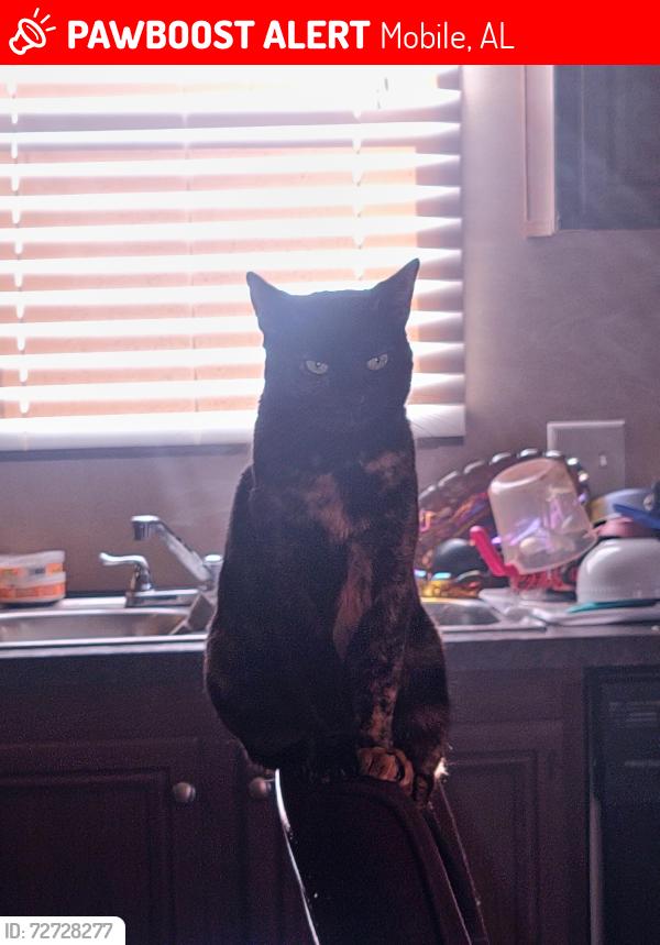 Lost Female Cat last seen At the intersection of schillinger and old govt, Mobile, AL 36695