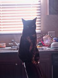 Lost Female Cat last seen At the intersection of schillinger and old govt, Mobile, AL 36695