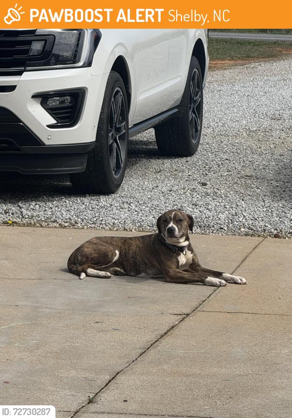 Found/Stray Female Dog last seen Padget rd , Shelby, NC 28150