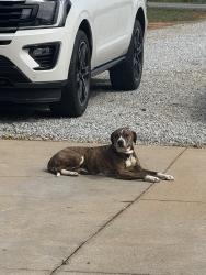 Found/Stray Female Dog last seen Padget rd , Shelby, NC 28150