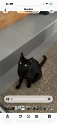 Lost Female Cat last seen NE 17 th avenue , North Miami Beach, FL 33162