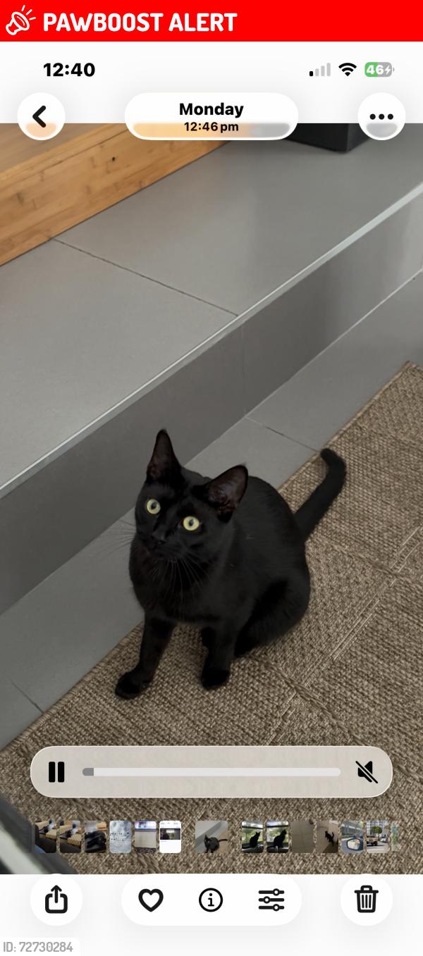 Lost Female Cat last seen NE 17 th avenue , North Miami Beach, FL 33162