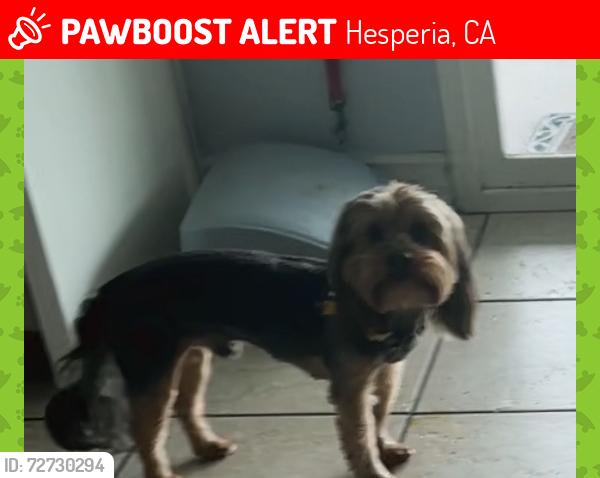 Lost Male Dog last seen Arrowhead lake, Hesperia, CA 92345