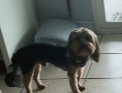 Lost Male Dog last seen Arrowhead lake, Hesperia, CA 92345