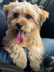 Lost Female Dog last seen Near arctic st, Bridgeport, CT 06608