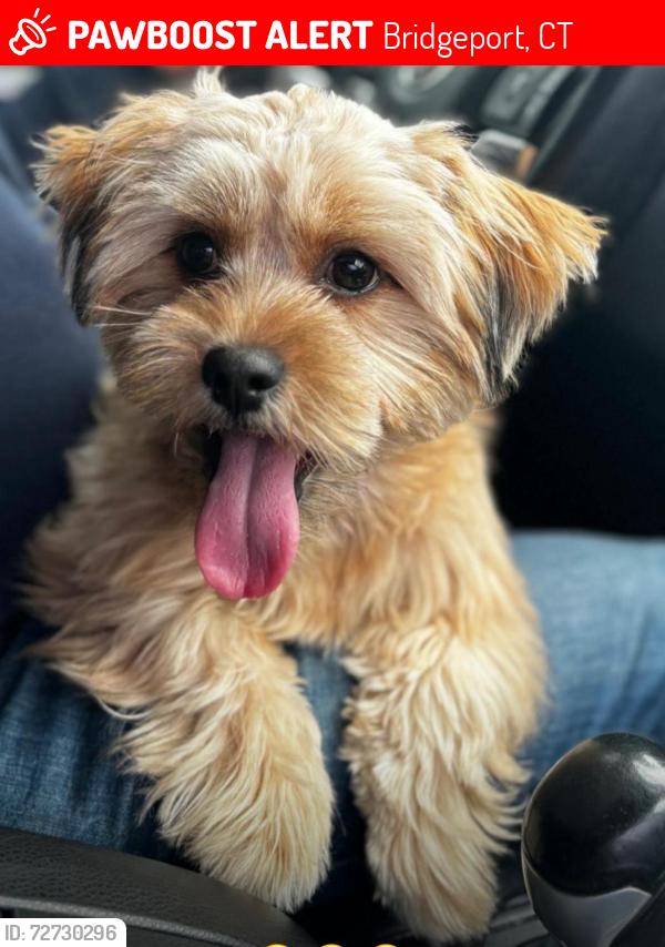 Lost Female Dog last seen Near arctic st, Bridgeport, CT 06608