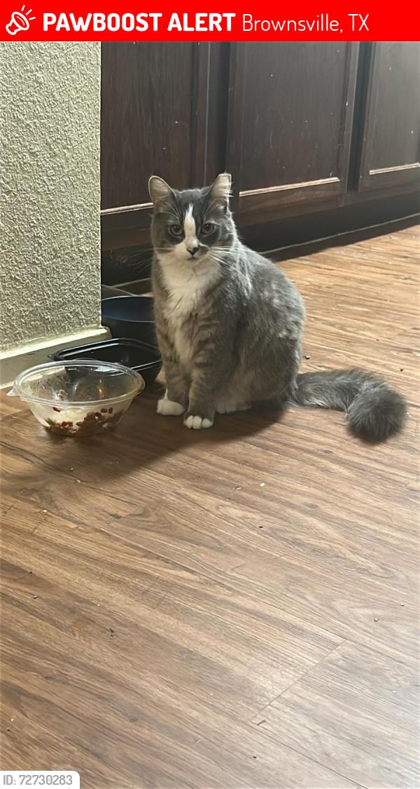 Lost Female Cat last seen Near Paredes Line Rd, Brownsville, TX 78521