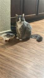 Lost Female Cat last seen Near Paredes Line Rd, Brownsville, TX 78521