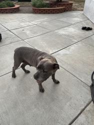 Found/Stray Female Dog last seen Dennery Road & Topside Lane , San Diego, CA 92154