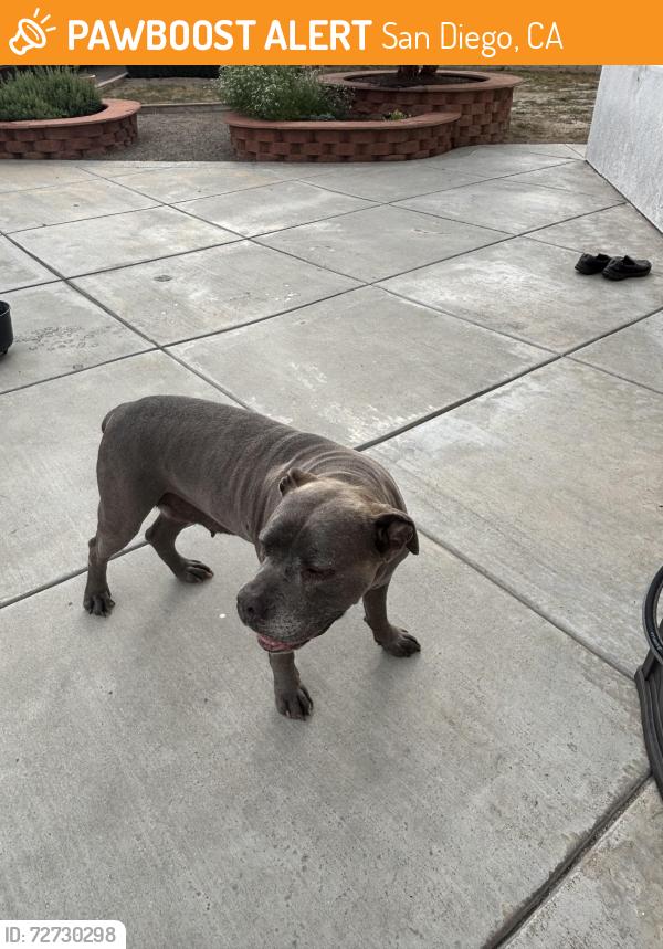 Found/Stray Female Dog last seen Dennery Road & Topside Lane , San Diego, CA 92154