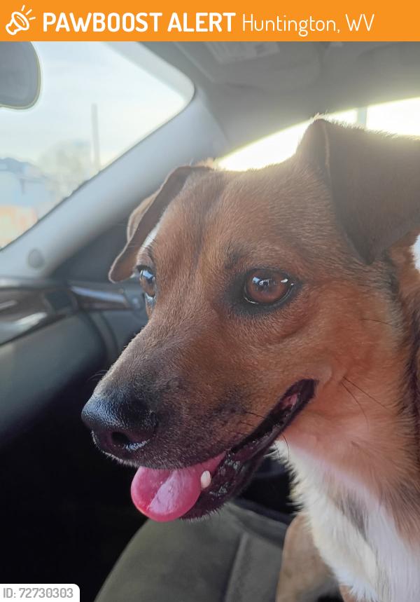 Found/Stray Male Dog last seen Bridge, Huntington, WV 25701