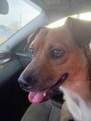 Found/Stray Male Dog last seen Bridge, Huntington, WV 25701
