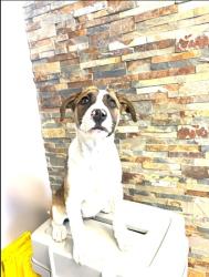 Shelter Stray Female Dog last seen El Paso, TX 79912, Fort Bliss, TX 79906